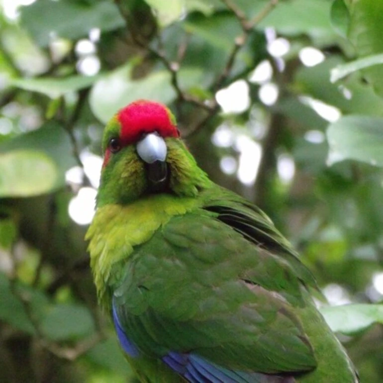Image: Mainland Red-crowned Parakeet