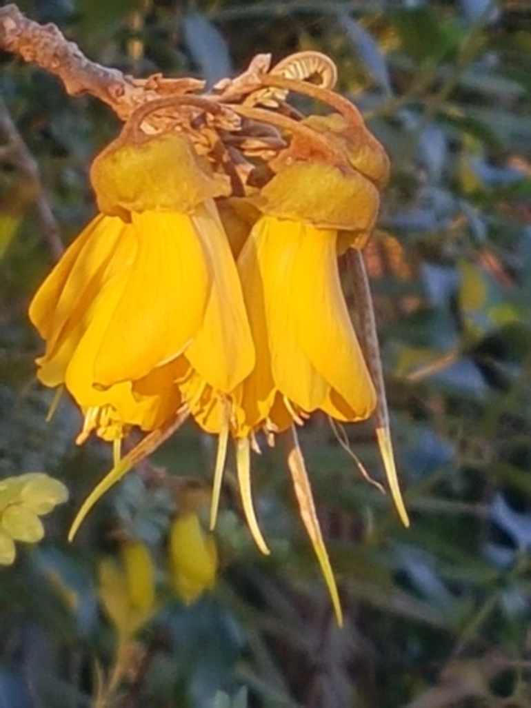 Image: Kowhai