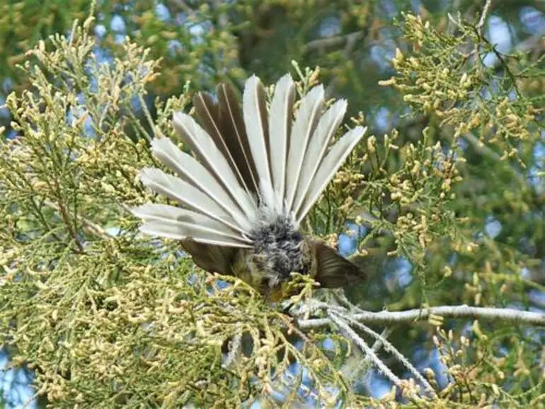 Image: North Island Fantail