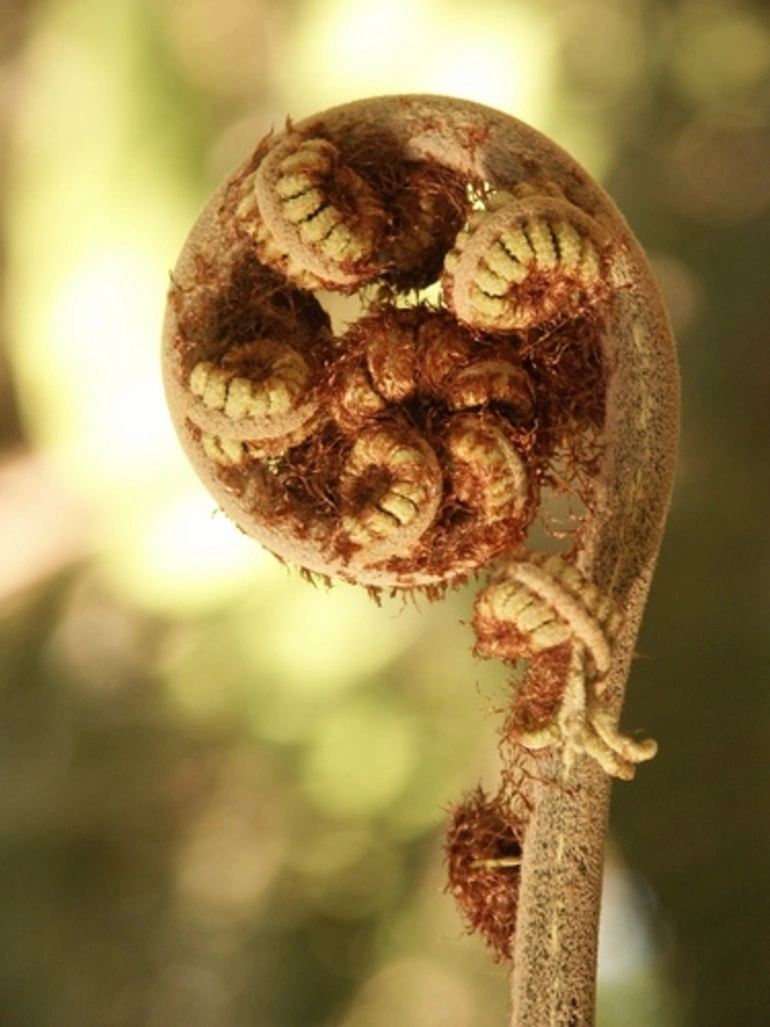 Image: silver fern