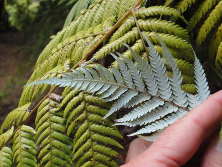 Image: Silver fern (Silver tree fern)