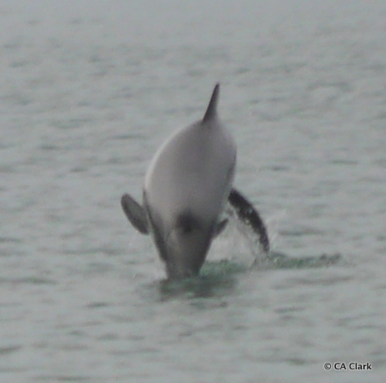 Image: Hector's Dolphin