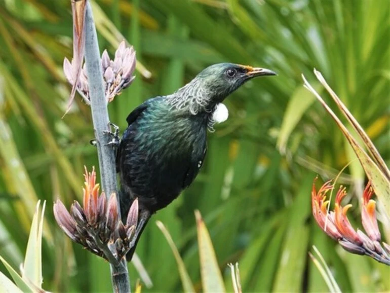 Image: Mainland Tui