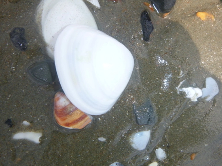 Image: Discors Trough Shell