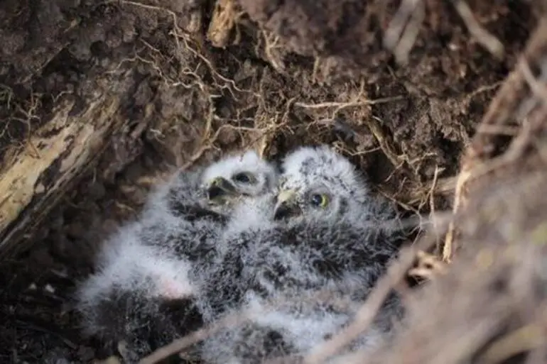 Image: Morepork