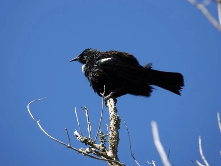 Image: Mainland Tui