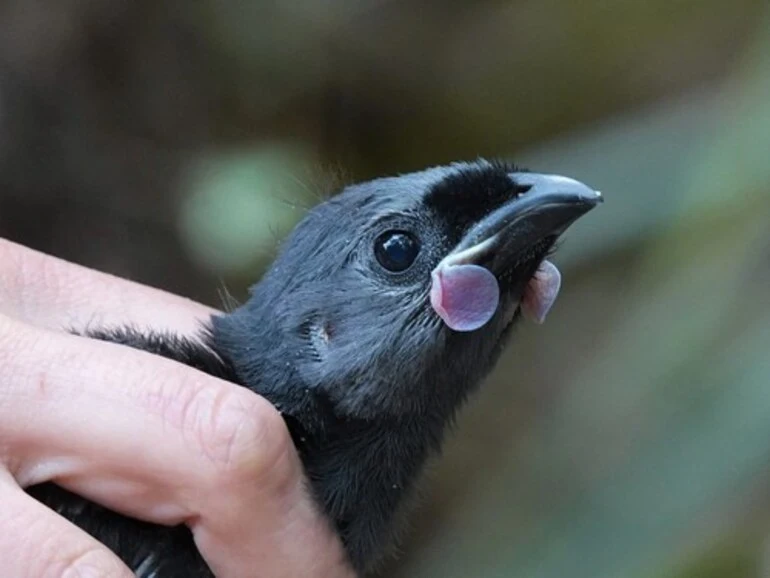 Image: North Island Kokako