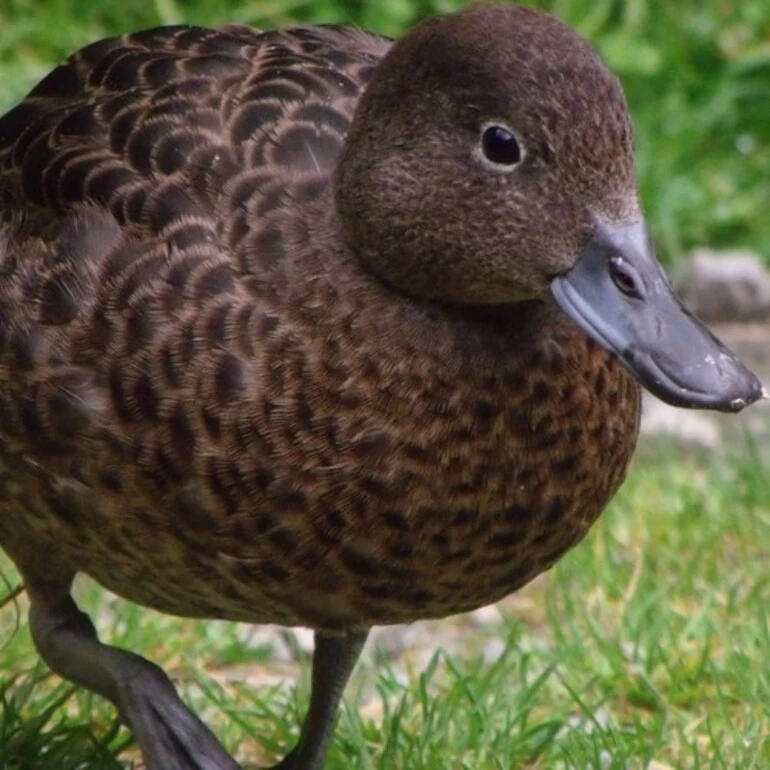 Image: Brown Teal