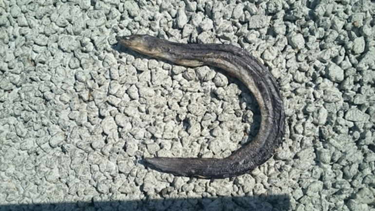 Image: Short-finned Eel (Shortfin Eel)