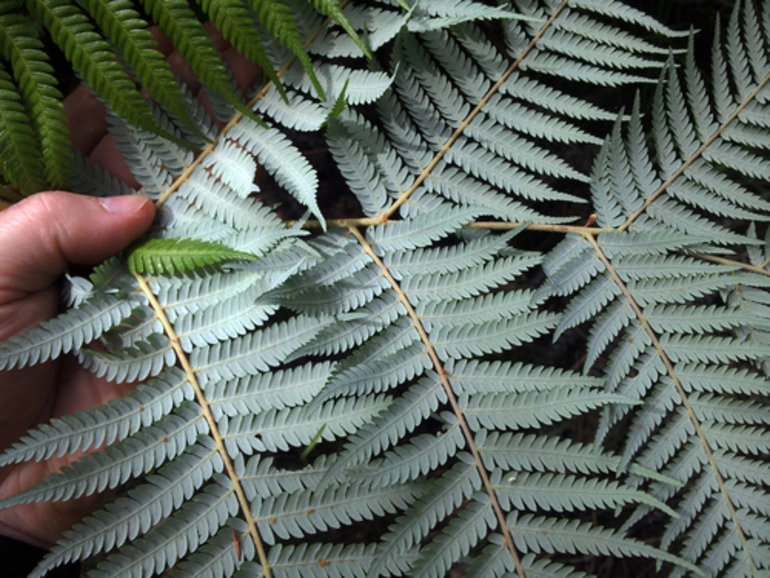 Image: Silver fern