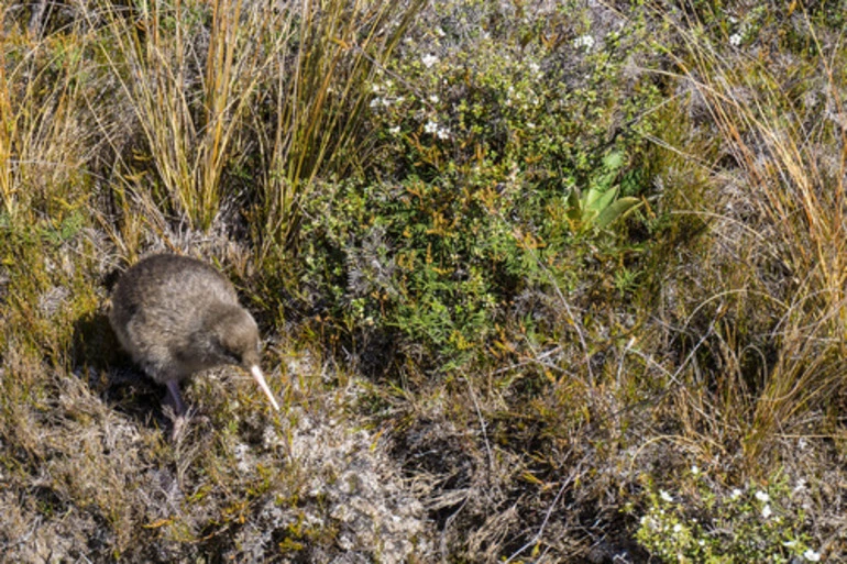 Image: Great Spotted Kiwi