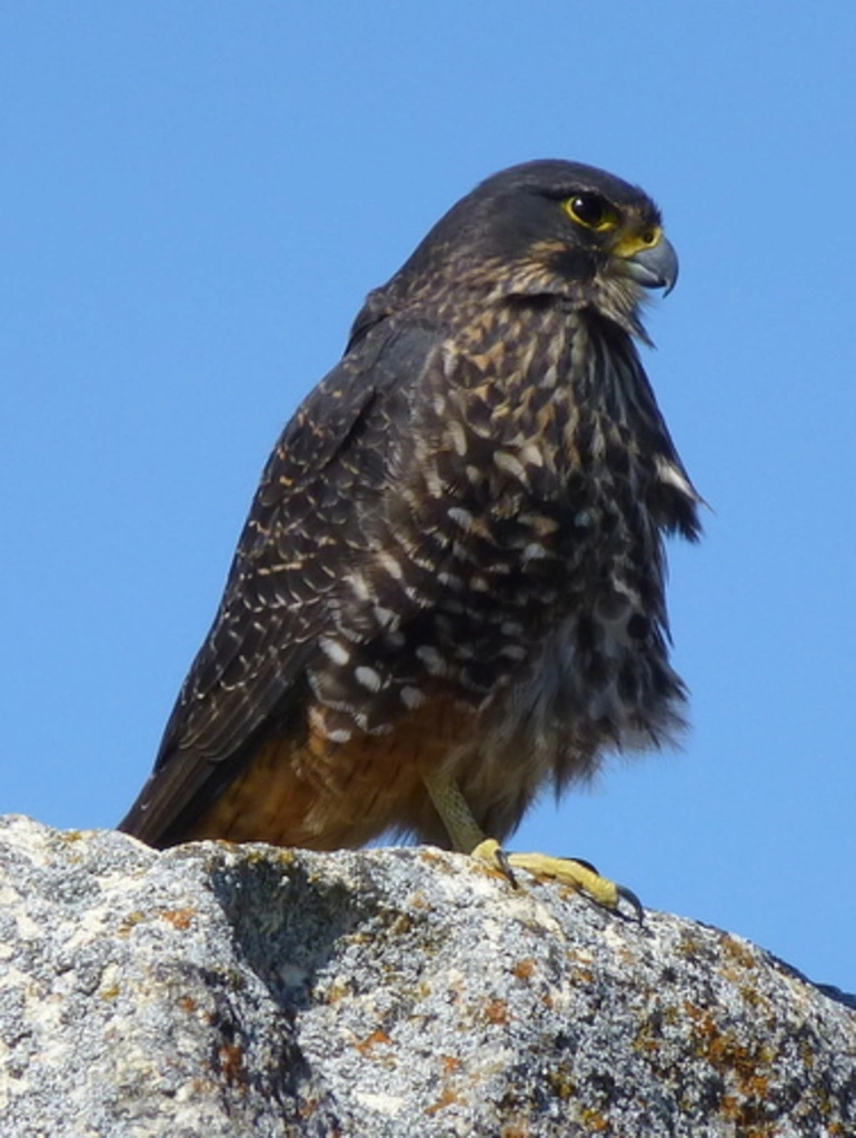 Image: New Zealand Falcon