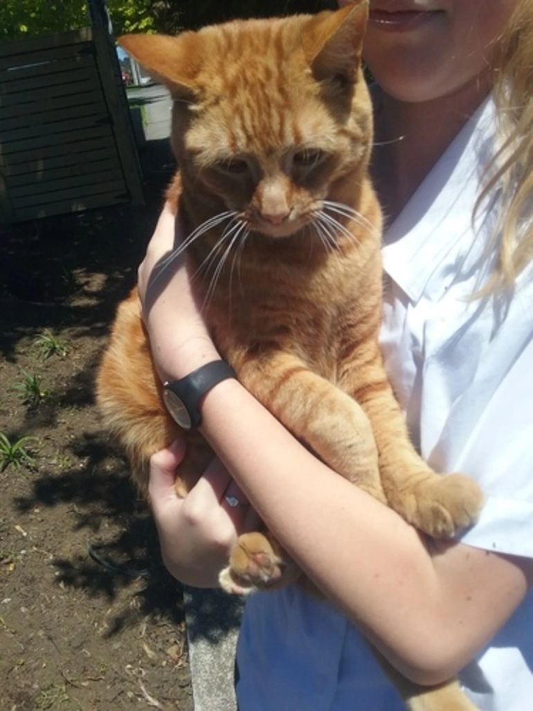 Image: Domestic Cat