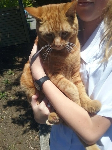 Domestic Cat Image: Domestic Cat