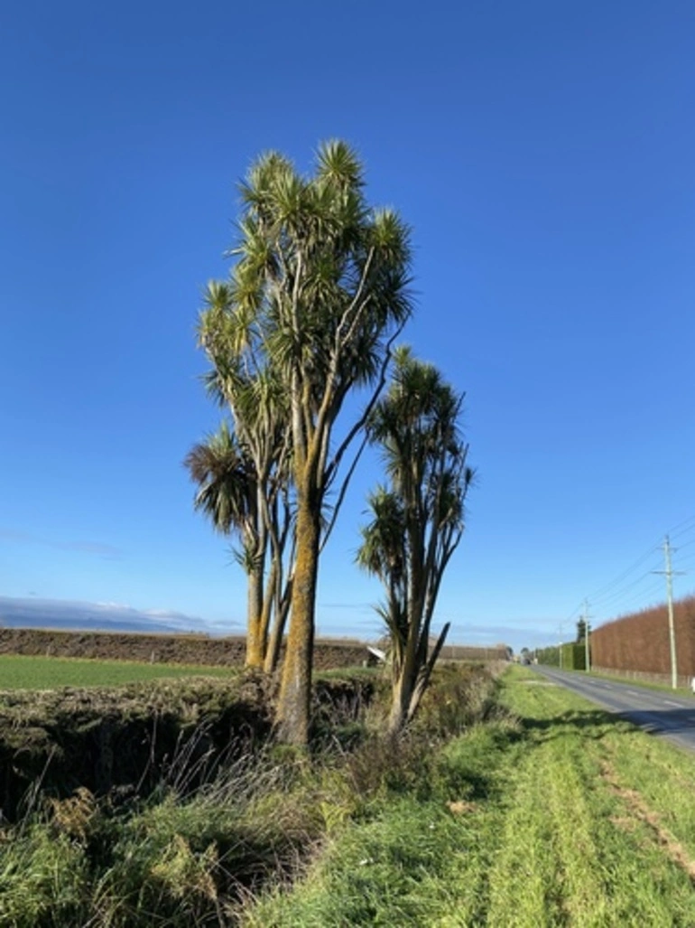 Image: New Zealand cabbage tree