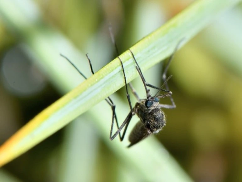 Image: Saltpool Mosquito