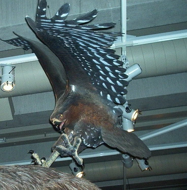 Image: Haast's Eagle