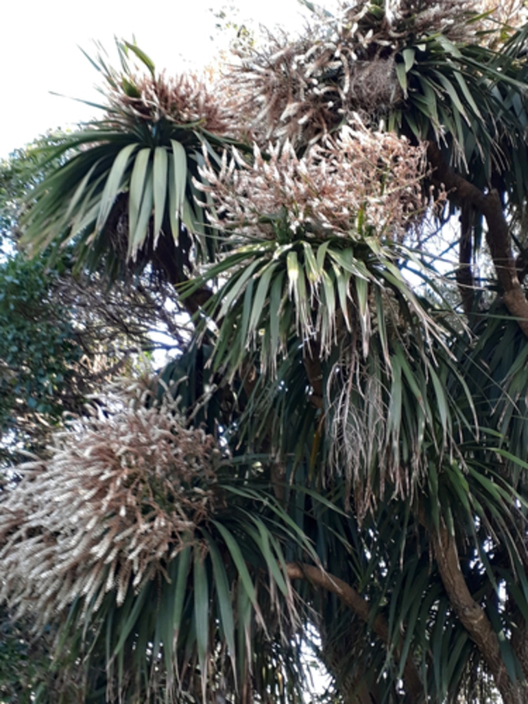 Image: New Zealand cabbage tree