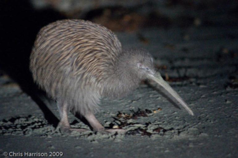 Image: Stewart Island Brown Kiwi