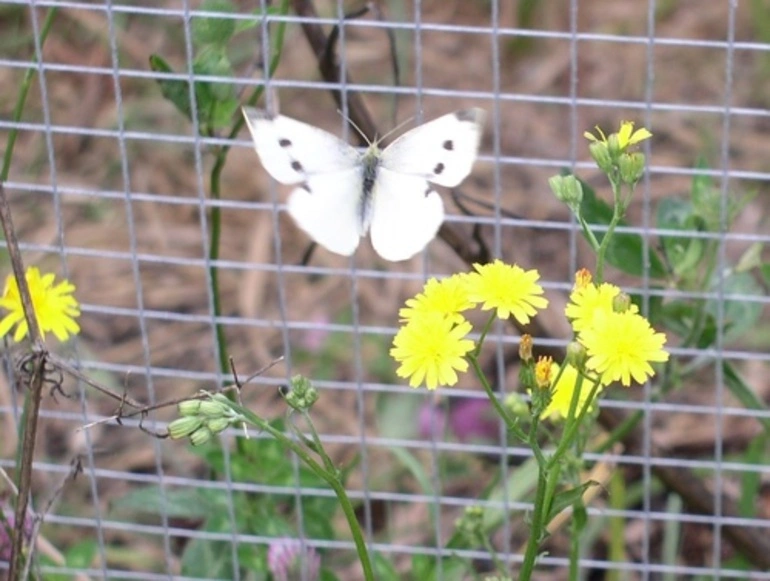 Image: Cabbage White