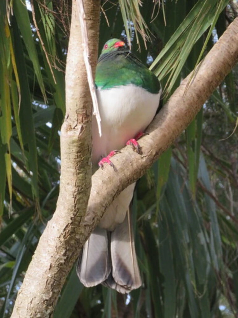 Image: Hemiphaga novaeseelandiae