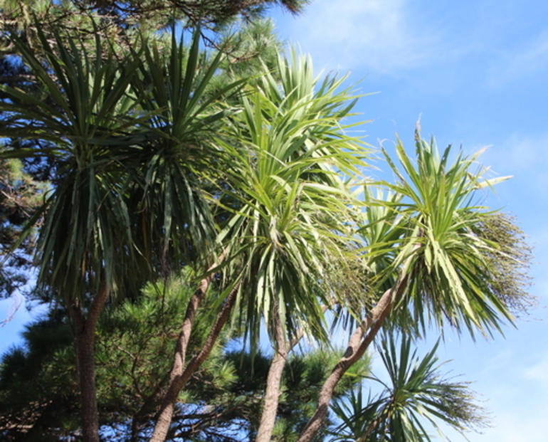 Image: New Zealand cabbage tree (Tī kōuka)