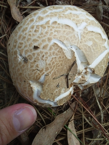 Image: gilled mushrooms