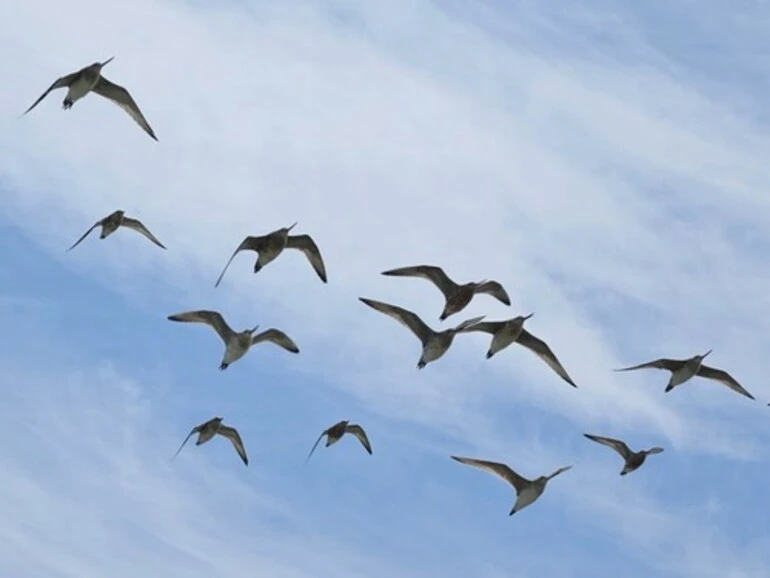 Image: Eastern Bar-tailed Godwit