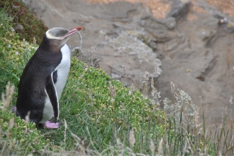 Image: Yellow-eyed Penguin