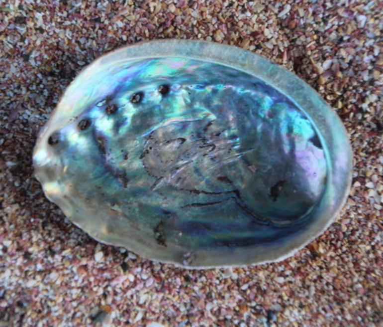 Image: Blackfoot paua (Pāua)