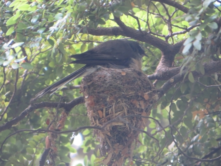 Image: South Island Fantail