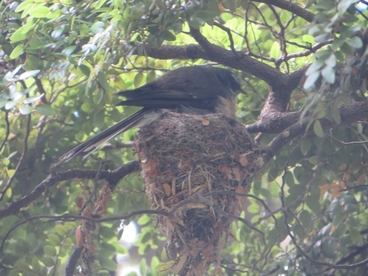 South Island Fantail Image: South Island Fantail