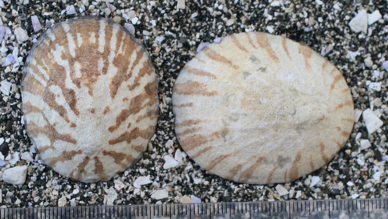 Image: Tortoiseshell Limpet