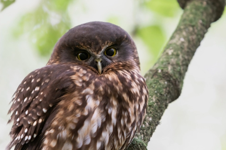 Image: Ruru (Morepork)