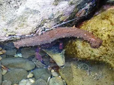 Image: Australasian Brown Sea Cucumber