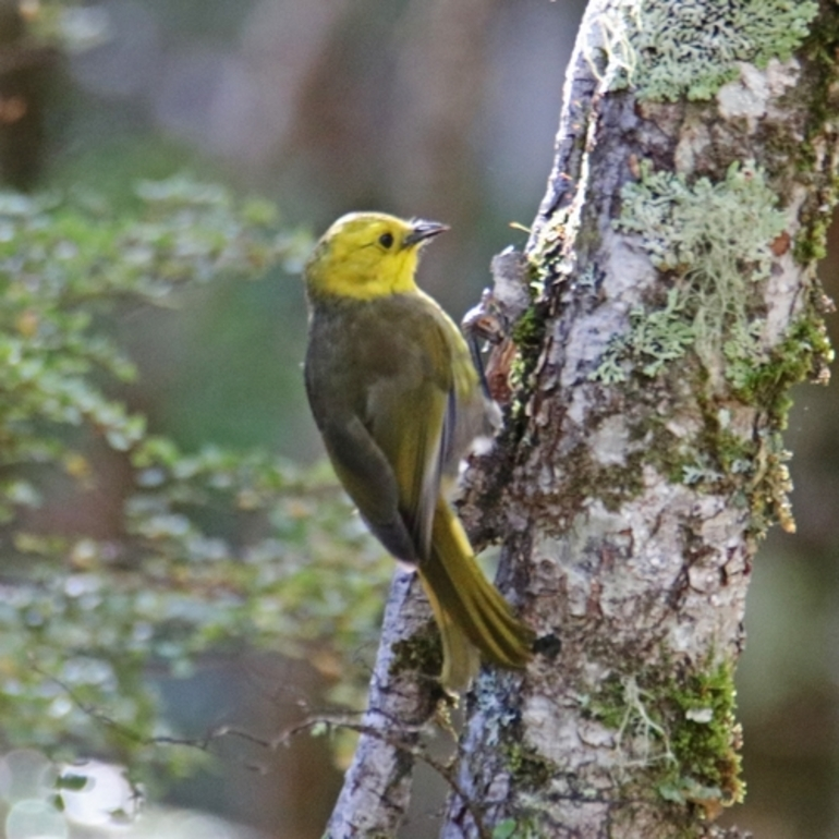 Image: Yellowhead