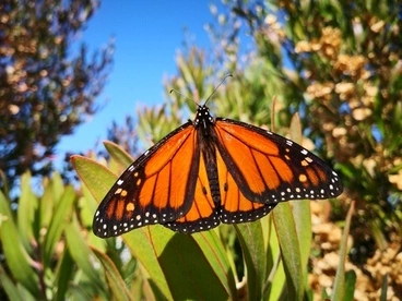 Image: Monarch