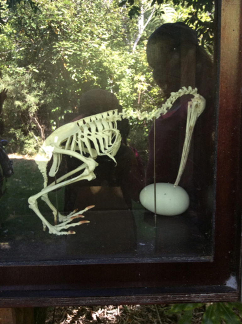 Image: Kiwi skeleton