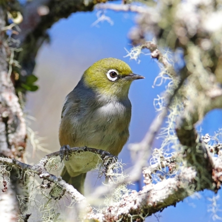 Image: Tasmanian Silvereye