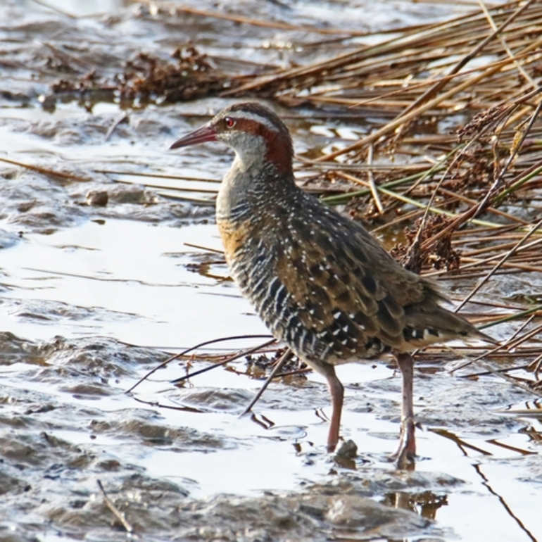 Image: New Zealand Buff-banded Rail