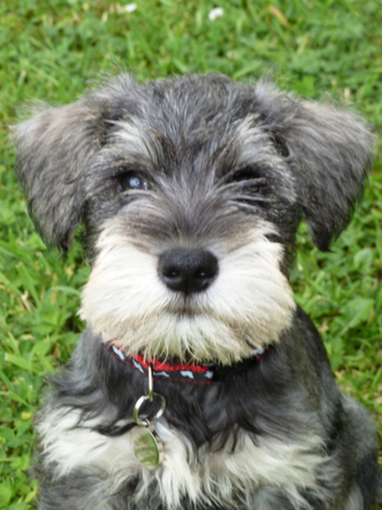 Image: Domestic Dog