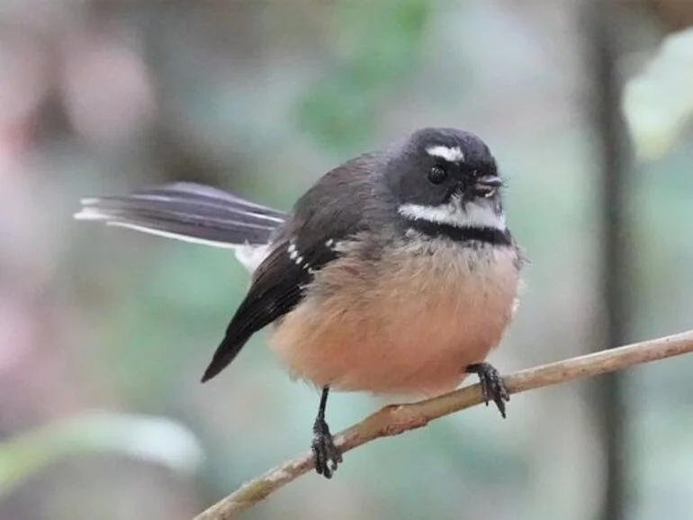 Image: North Island Fantail