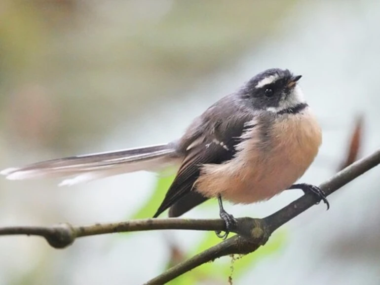 Image: North Island Fantail