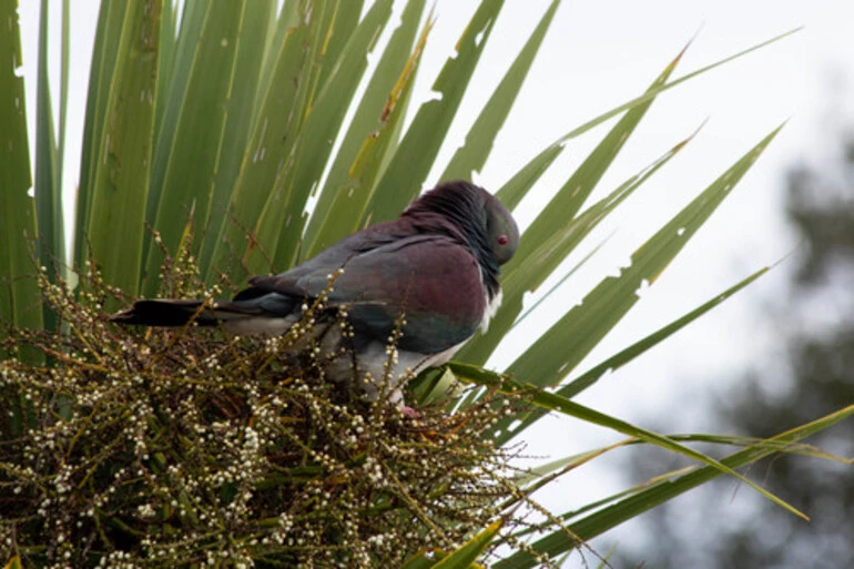 Image: New Zealand Pigeon