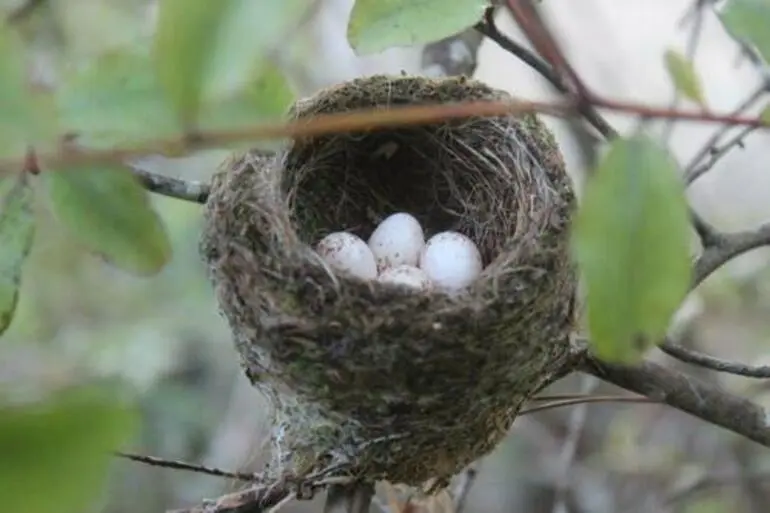 Image: North Island Fantail