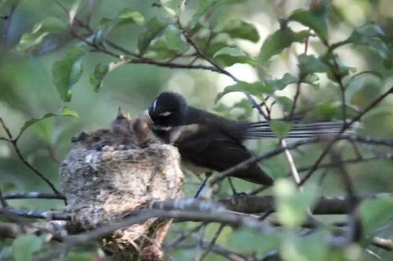 Image: North Island Fantail