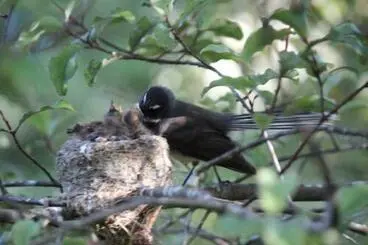 North Island Fantail Image: North Island Fantail