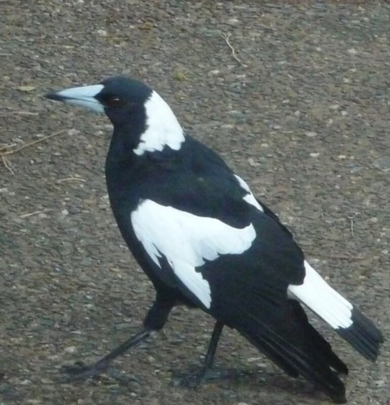 Image: Australian Magpie