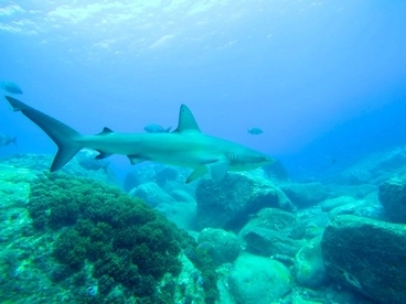 Image: Galapagos Shark