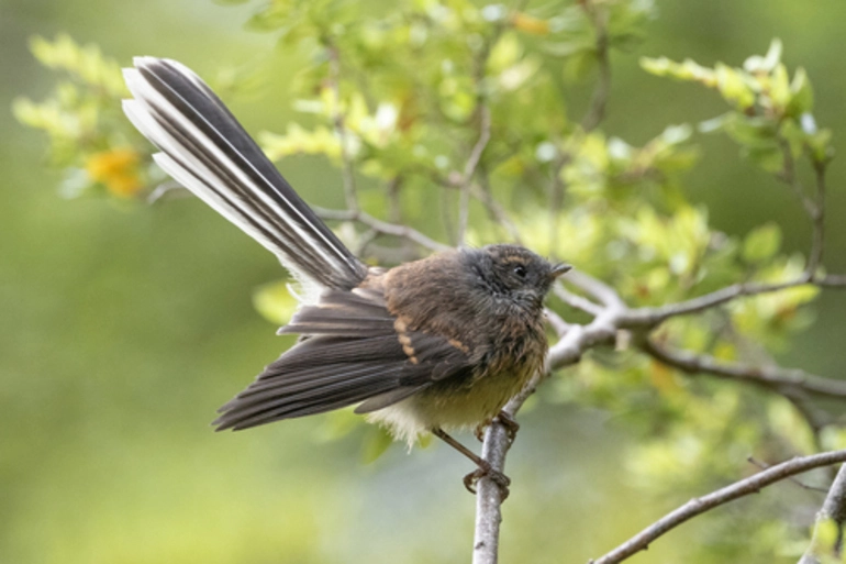 Image: South Island Fantail